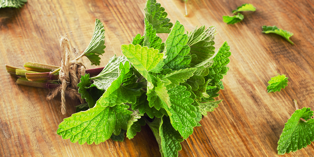 Na vlně osvěžení s mentolem